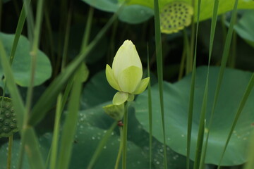 연꽃
