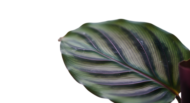 Green Leaf with Purple Stripes on Transparent Background Close-up