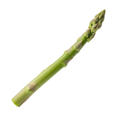 A single raw green asparagus spear with a textured pointed tip and smooth firm stalk. PNG Transparent