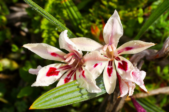 Two blooming Painted Lady Gladiolus (Gladiolus carneus) in natural fynbos habitat, Western Cape, South Africa