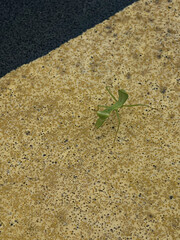 뜨거운 아스팔트 위 작은 사마귀