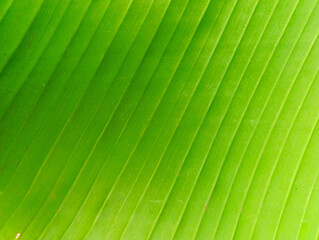 Vibrant Green Banana Leaf Texture Background