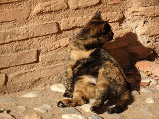[Spain] A tortoiseshell cat sitting in front of a brown wall (The Alhambra, Granada)
