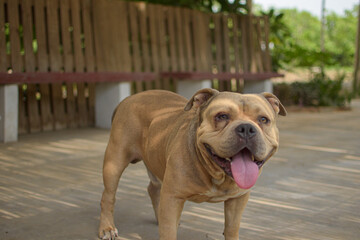 A BEIGE BULLDOG DOG STANDING AND SITTING OUTING HIS TONGUE SURROUNDED BY NATURE IN LIMA PERU