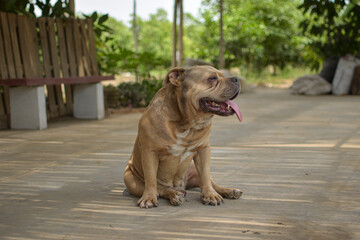 A BEIGE BULLDOG DOG STANDING AND SITTING OUTING HIS TONGUE SURROUNDED BY NATURE IN LIMA PERU