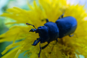 Lesser stag beetle Dorcus on southern Sakhalin in a deciduous forest. Sakhalin Island in the Sea of Japan, Black beetle on a yellow forest flower, sharp color contrast