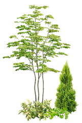 樹木などの寄せ植え