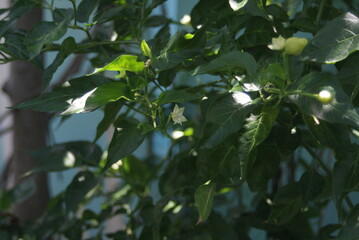 Fototapeta premium Blooming Gardenia Bush with Delicate White Flowers