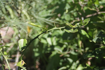 Thorny Branch Detail: A Close-Up of Nature's Defense