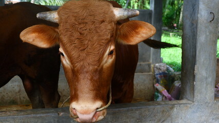 Healthy Brown Cow in Traditional Livestock Stall