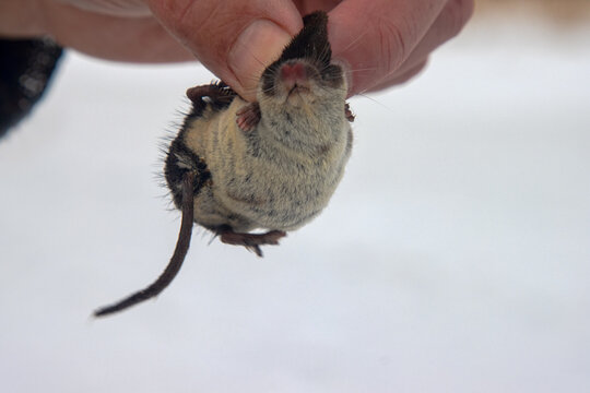 A man holds Eurasian water shrew (Neomys fodiens) by the scruff of the neck because it has venomous teeth that paralyze even medium-sized mammals