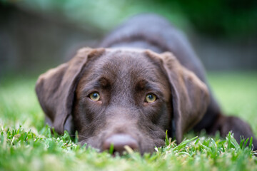 An eight month old Labrador Retriever puppy lying in the grass