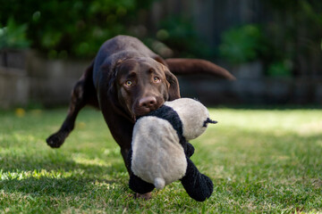 An eight month old Labrador Retriever puppy playing in a green environment