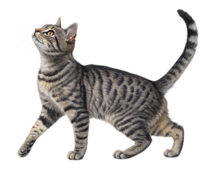 A curious tabby cat standing with its head tilted upwards and tail raised against a black background