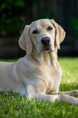 A ten month old Labrador Retriever puppy in a green environment