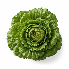 Obraz premium Studio image of whole lettuce head isolated for grocery ads, clean food backgrounds or wellness print designs