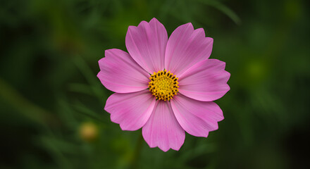 Obraz premium Radiant pink cosmos blossom against blurred green backdrop
