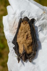 Scientist holding dead brown bat specimen-Common pipistrelle bat (Pipistellus pipistrellus)