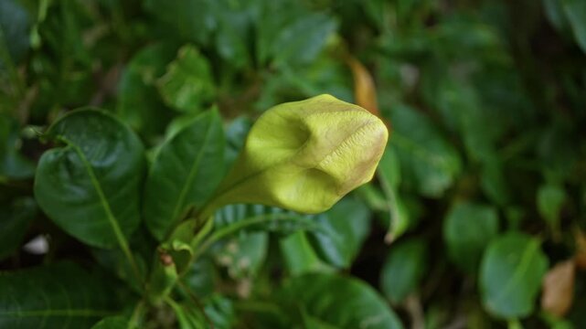 Solandra maxima bud surrounded by lush green leaves in an outdoor spanish garden setting, highlighting nature's vibrancy and exotic plant beauty in a natural environment.