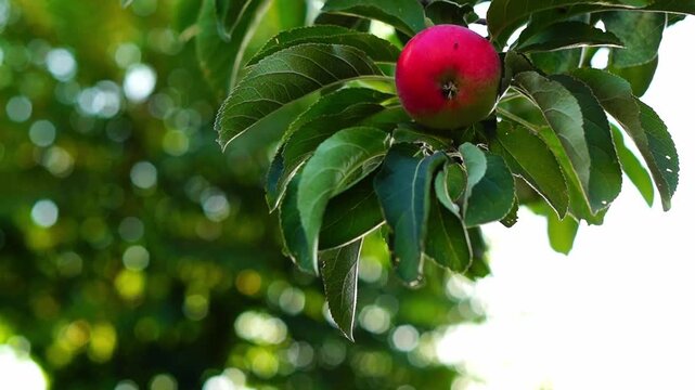 Beautiful branch with ripening red fruit of apple tree on which small black ant walks. Background is blurred with green crown of trees create sparkling yellow roundels of bokeh effect in strong winds
