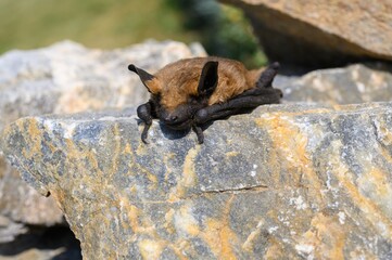 Dead bat body close-up - Common pipistrelle bat (Pipistellus pipistrellus)