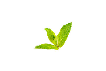 Mint. Fresh organic mint leaves isolated on white background. Mint leaves. Peppermint. Close-up.
