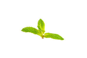 Mint. Fresh organic mint leaves isolated on white background. Mint leaves. Peppermint. Close-up.