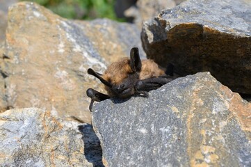 Dead bat body close-up - Common pipistrelle bat (Pipistellus pipistrellus)
