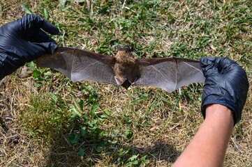 Biohazard safety handling of dead bat-Common pipistrelle bat (Pipistellus pipistrellus)