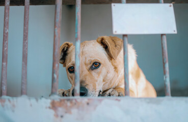 Dog behind rusty metal bars inside a cage.