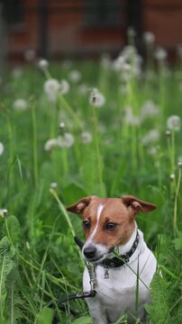 Jack russell terrier dog enjoy eating green gras having fun at park. 