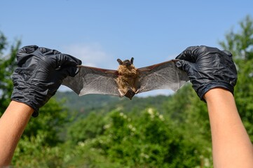 Biohazard safety handling of dead bat-Common pipistrelle bat (Pipistellus pipistrellus)