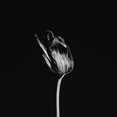 Single tulip bloom isolated against dark backdrop with foliage. Monochrome, black and white