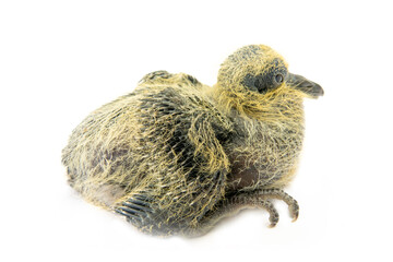 A furry, clumsy, nosed chick of Wood pigeon (Columba palumbus) isolated on a white background. The Quasimodo Bird (Quasi modo geniti infantes)
