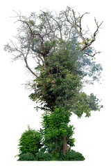 The upper part of the tree was pierced to death by the weevil and the lower part still had beautiful green leaves. This has split with the clipping path.