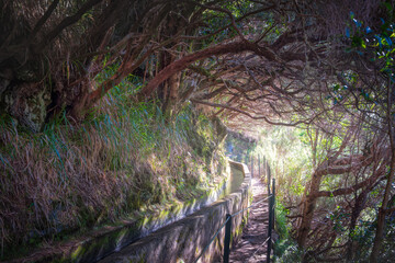 Dreamy landscape view of jungle path in Levada das 25 Fontes, Madeira