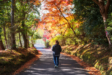 Fototapeta premium Japanese woman walk through colorful maple tree tunnel, Kyoto