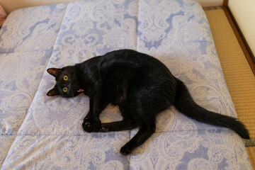 黒猫
