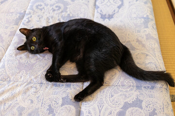黒猫