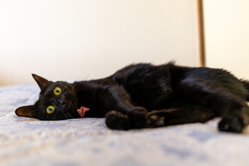 黒猫