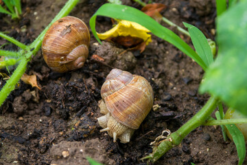couple d'escargot dans le jardin.