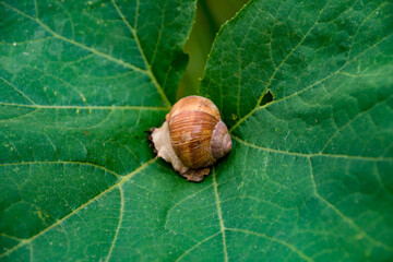 escargot de bourgogne dans une feuille.