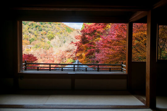 autumn maple leaf color view from window of Rurikoin Temple, Kyoto
