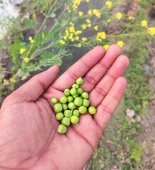 Fresh green peas taking on the hand