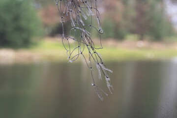 Abstract Nature: Wet Grass and Water Reflection