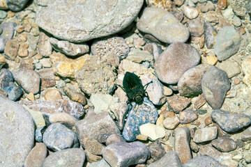 Buprestid beetle from the Buprestinae family. Crimea, the vicinity of Feodosia, rocky seashore in dry steppe. Forest pests, wood vermin