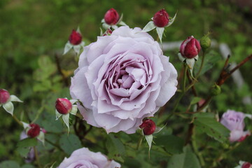 Big beautiful rose and small buds around. Russia.