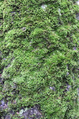 Green moss on the north side of a tree trunk. Russia.