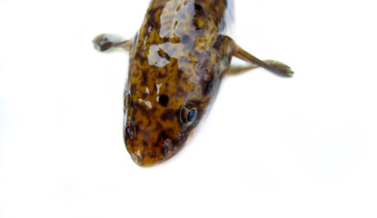 Portrait of an underwater predator. Shooting a burbot's head on a white background