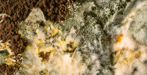 Penicillin and aspergillum mold on bread. Colonies of species of mold fungi, young (white), yellow...